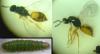 Elachertus lateralis